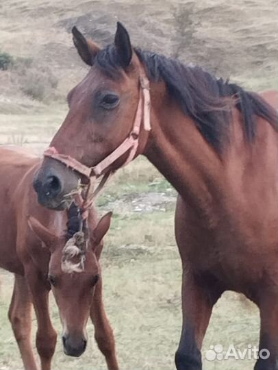 Продажа лошадей