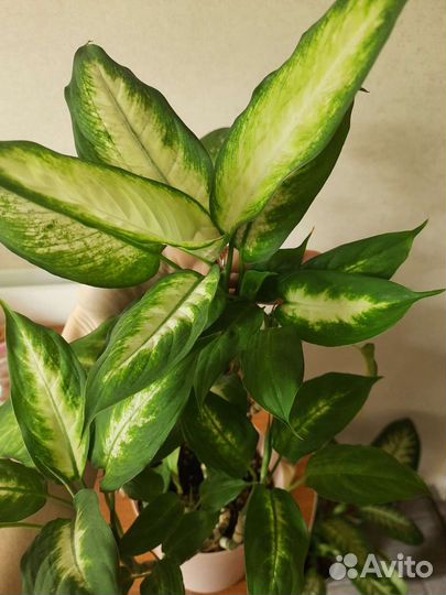 Диффенбахия Камилла