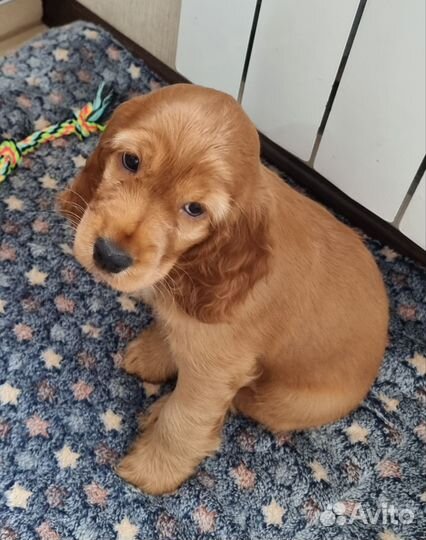 Щенки Английского Кокер спаниеля
