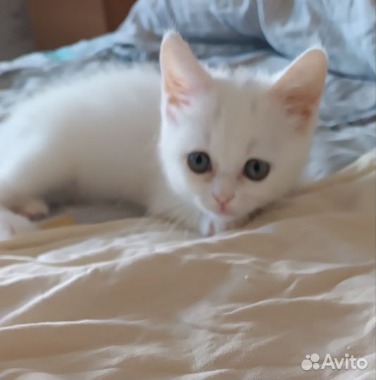 Кошечка в добрые ручки