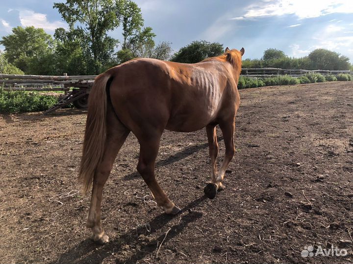 Лошадь жеребец