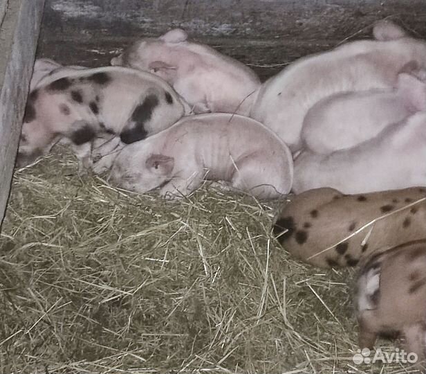 Поросята ландрас дюрок