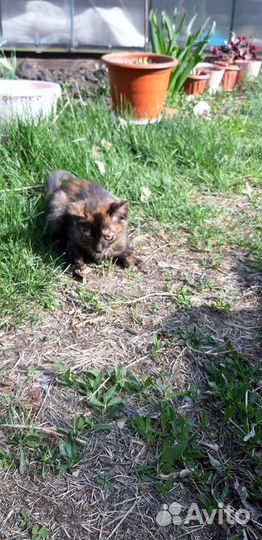 Девочка Маруся 2 месяца