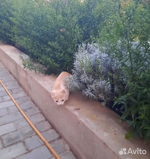 Котенок-мальчик