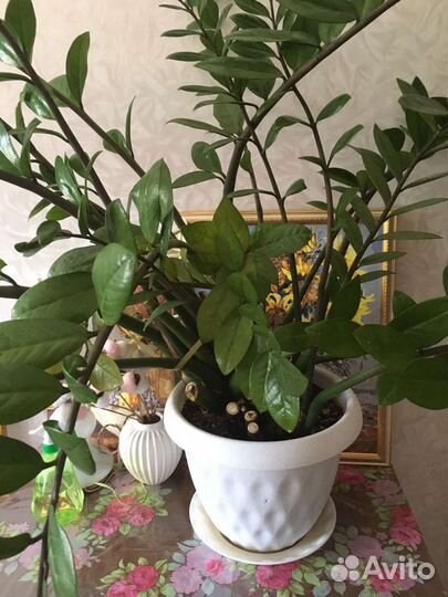 Замиокулькас долларовое дерево