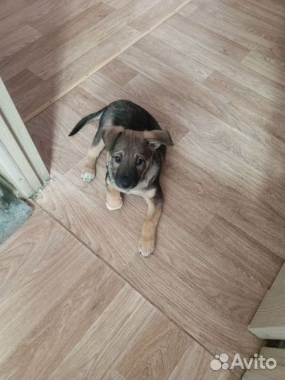 Двортерьер