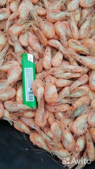 Креветка азовская