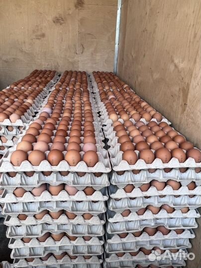 Яйцо куриное оптом
