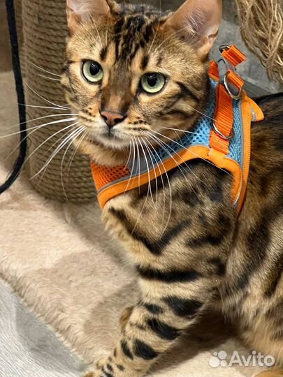 Шлейка для кошек и собак поводок Качество