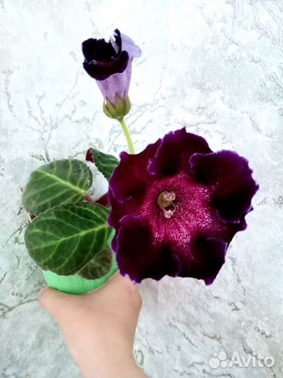 Цветущие глоксинии с детками фиалки