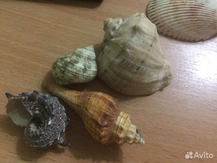 Морские ракушки