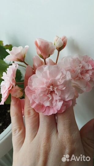 Пеларгонии сортовые