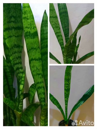 Сансевьерия (щучий хвост)