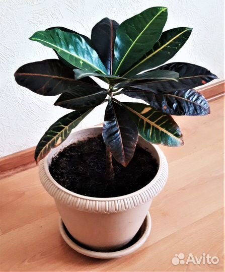 Продам кодиеум