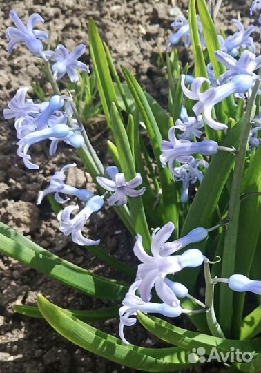 Луковицы диких тюльпанов и гиацинта