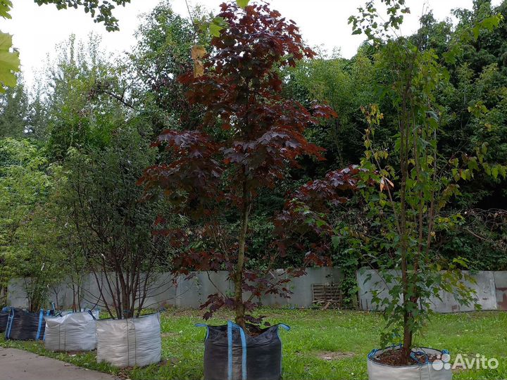 Красный клен остролистный 