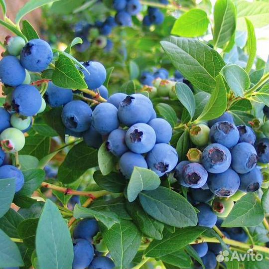 Черника голубика саженцы
