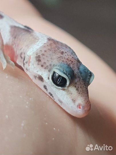 Эублефар малыши, самцы