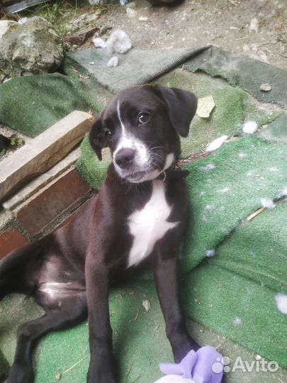 Щенок в добрые руки