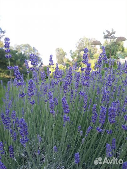 Лаванда сухая