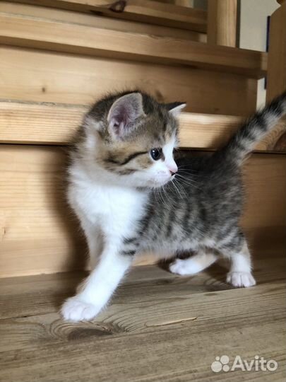 Маленькое чудо