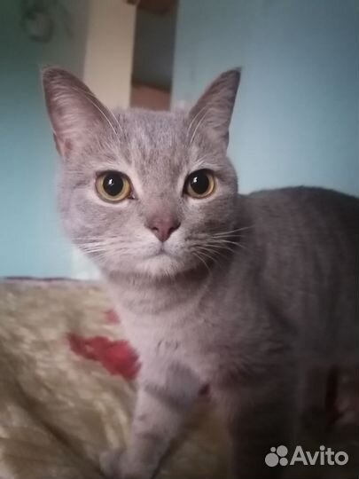 Кот в добрые руки
