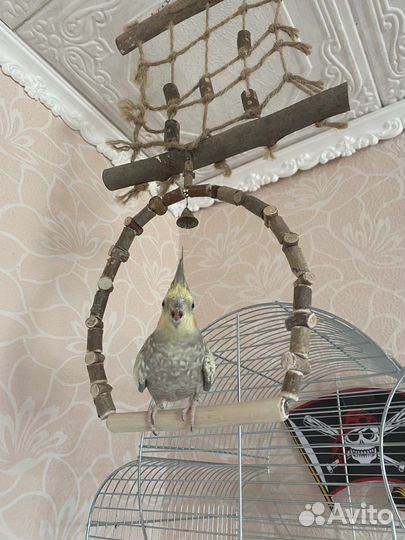 Клетка для попугаев корелла и атрибутика