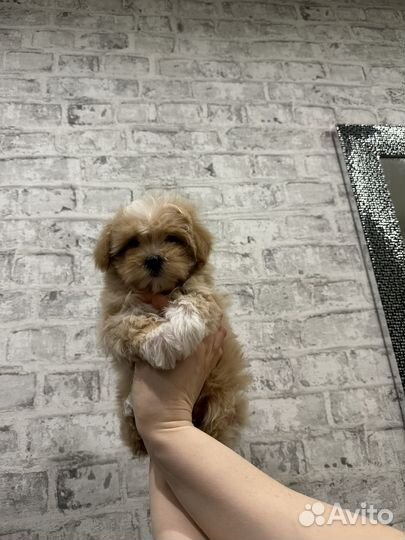 Мальтипу f1 mini