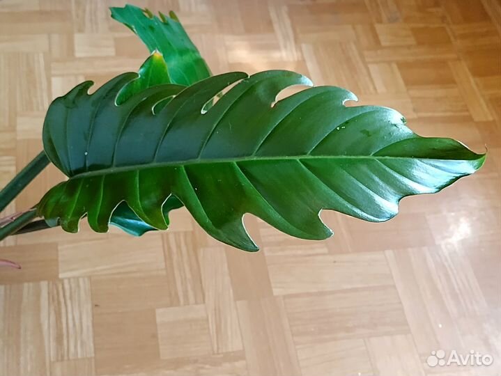 Филодендрон Зелёная Карамель Плуто