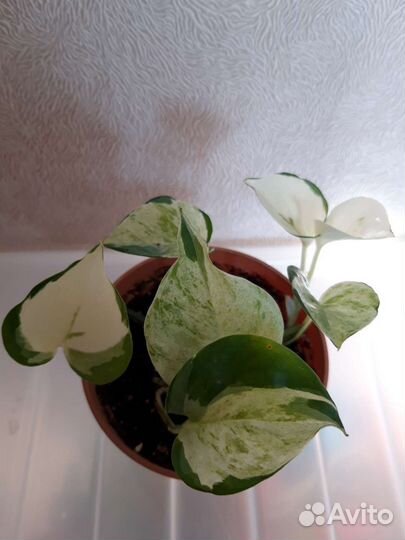 Эпипремнум