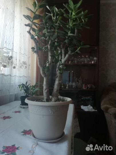 Денежное дерево толстянка