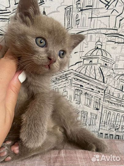 Британские котята