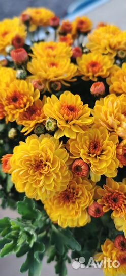 Хризантемы мультифлоры в кашпо