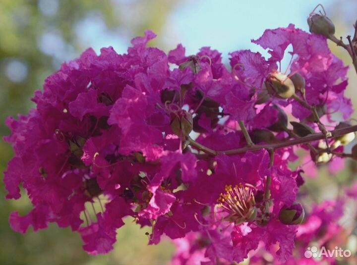 Лагерстремия