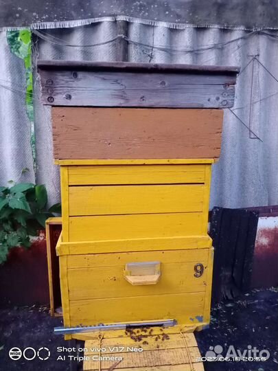 Пчелы и улья