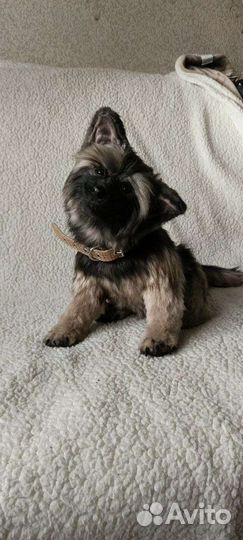 Мягкая игрушка собачка