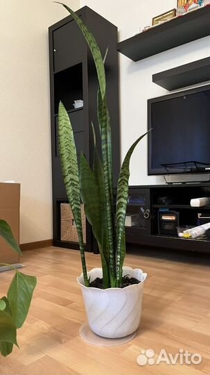 Спатифиллум, антуриум, фикус, Сансевиерия