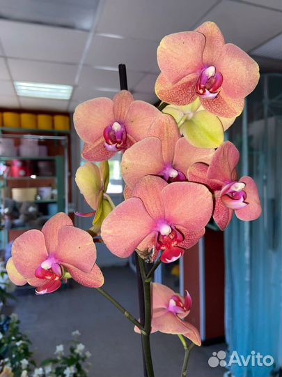 Орхидея фаленопсис