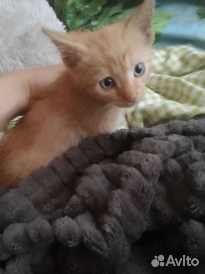 Рыжий котенок в добрые руки