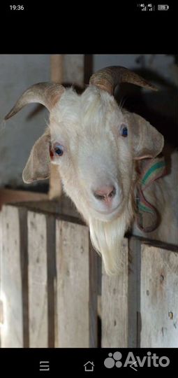 Козье молоко