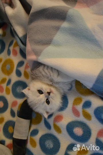 Шотландские котята серебристые шиншиллята