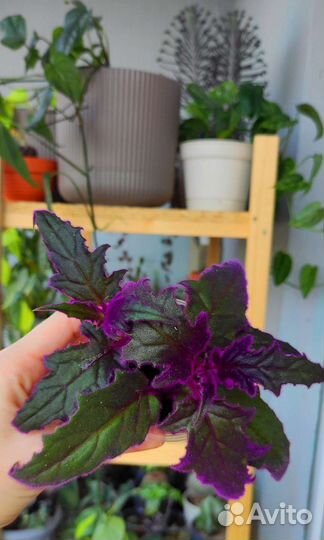 Гинура, Синяя птица