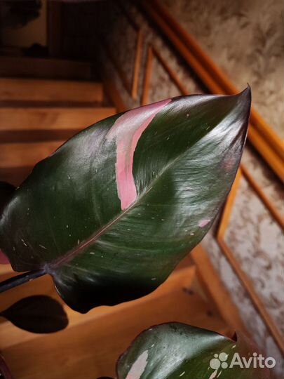 Филодендрон розовая принцесса