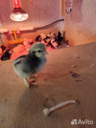 Цыплята несушки