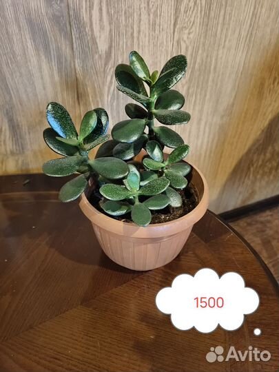 Толстянка вариегатная