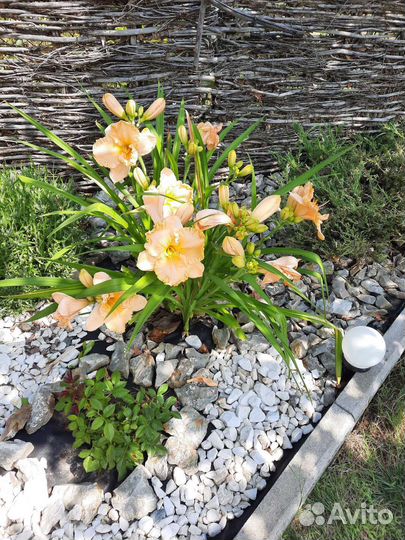 Лилейники сортовые