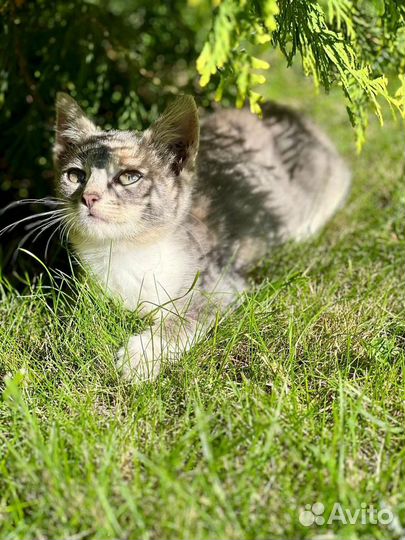 Котенок в добрые руки