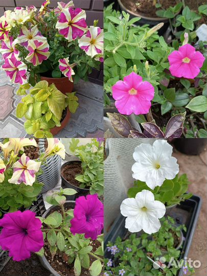 Рассада петунии