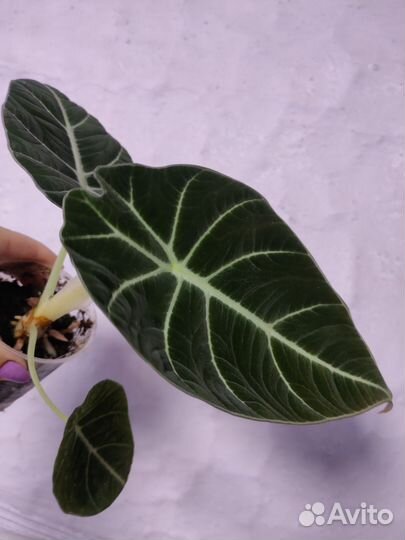 Алоказия драгон скейл