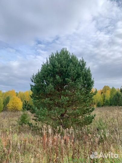 Сосна обыкновенная